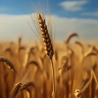 Parable of the Weeds and Wheat
